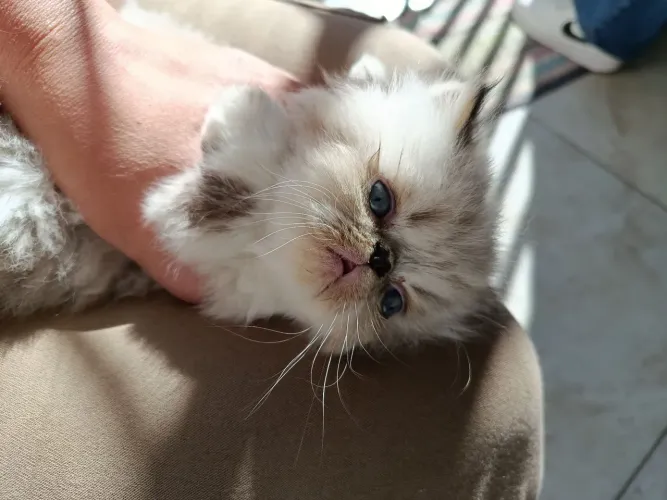 Gato persa disponível pra reserva 