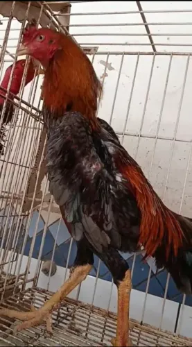 Galo indio