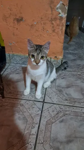 Adoção Responsável