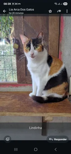 Adoção responsável 