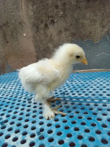 Pintinhos da raça Brahma