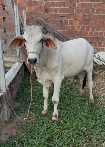 Lindo garrote manso!