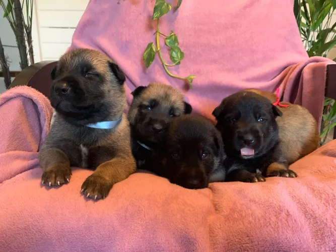Filhotes de Pastor Belga Malinois Disponíveis 