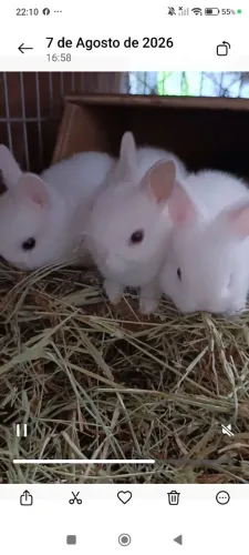 Mini coelhos