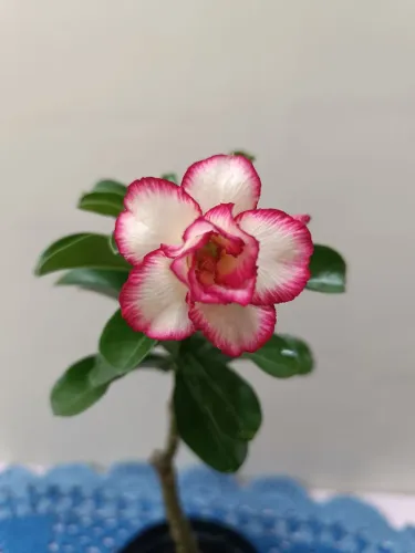 Rosa do deserto