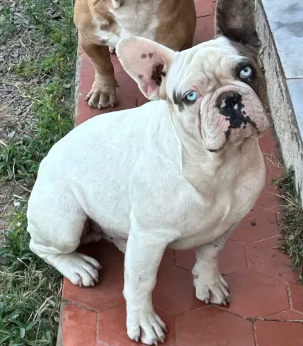 Cachorro