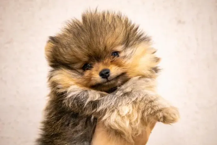 Lulu da Pomerânia Filhote O Pequeno Amigo Que Vai Alegrar Seus Dias