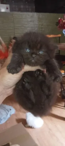 Macho Persa Black 