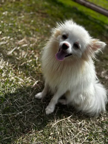 Spitz alemão