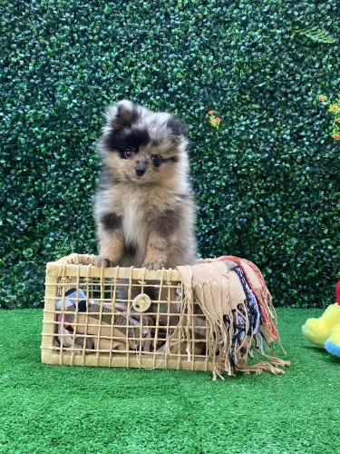 Lulu da Pomerania Exoticos RJ