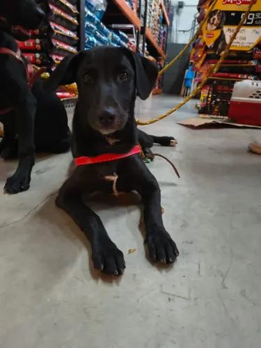 Doação de filhote de cachorro 