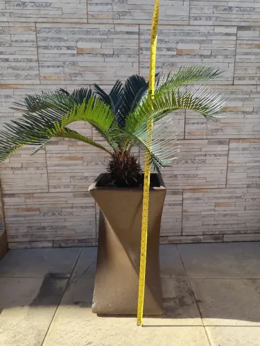 Vaso espiral de cimento 60 cm de altura aceito cartão de crédito 120 cada