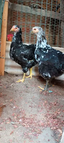 Galinha balão GSB legítima.