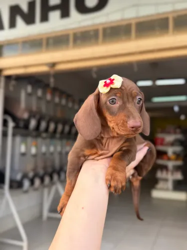 Dachshund fêmea chocolate 