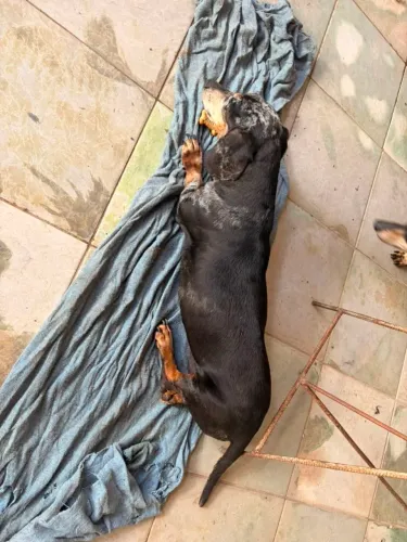 Cachorro para adoção 