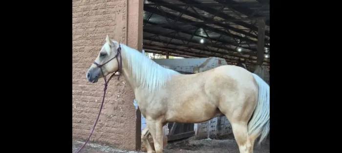 Cavalo palomino