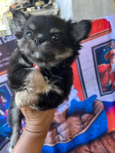 Chihuahua macho PL Black tan
