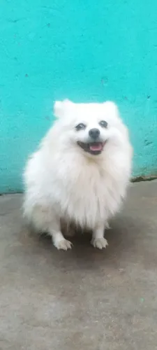  Spitz alemão fêmea 