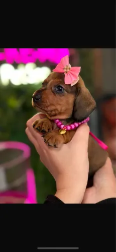 Encante a Vida ! Dogs Top 