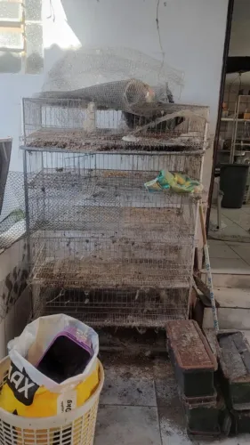 Gaiola para codornas