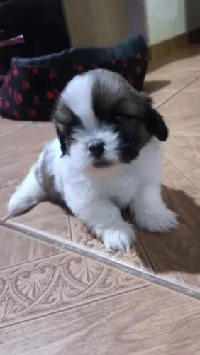 Shih Tzu