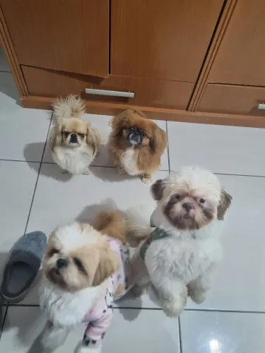 Pequines adulta