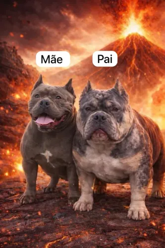 Cachorros 