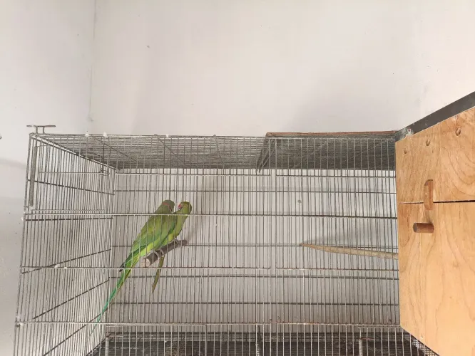 VENDO GAIOLA