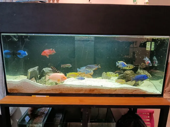 Aquário 450 litros completo