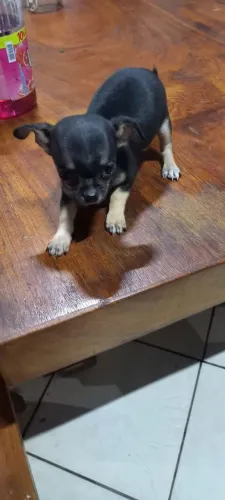 Vendo