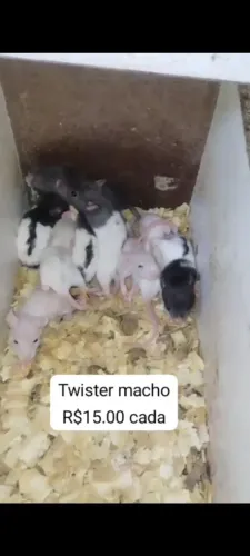 Rato Twister