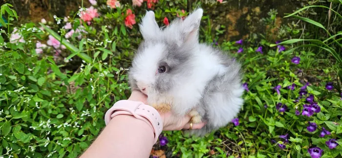 Coelho Mini Lion