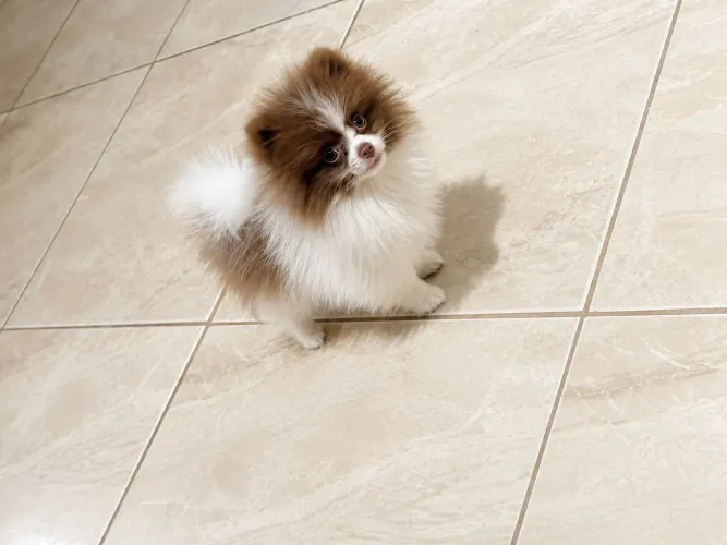 Lulu da pomerania