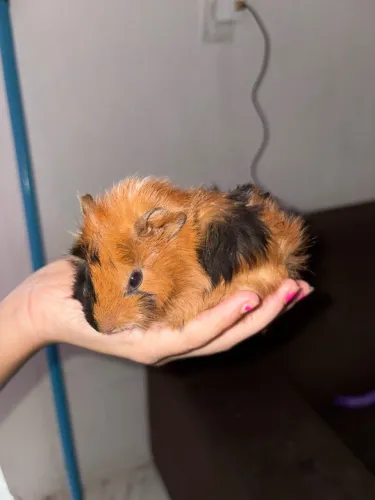 Porquinho da índia