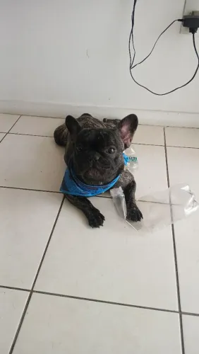 Vendo Bulldog filhote de frances com 10 meseseses