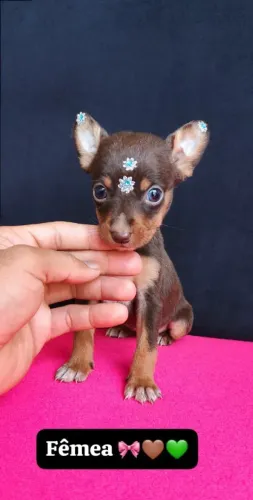 Pinscher 0 | Chama no WhatsApp¿