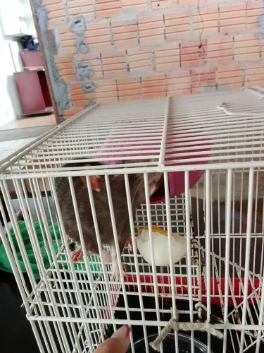 Doação rata Twister