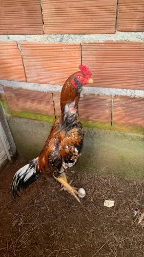 Frango e frangas índio mura