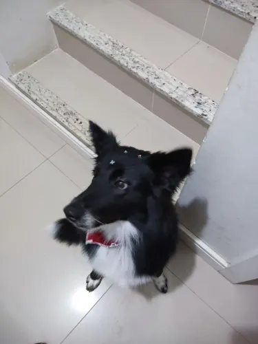 Vendo Boder Coller 7 Meses