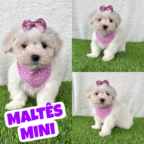 Maltês Mini Fêmea aqui no Puppy Stop