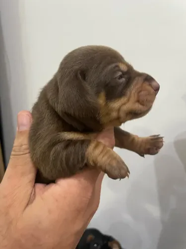 Dachshund filhotes - RESERVA