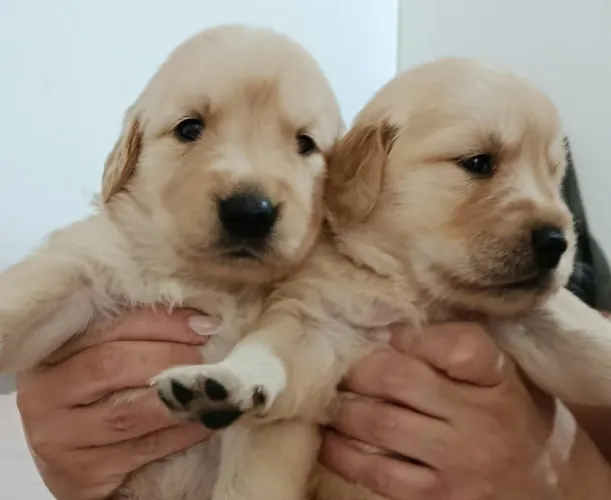 Filhotes de Golden Retriever 