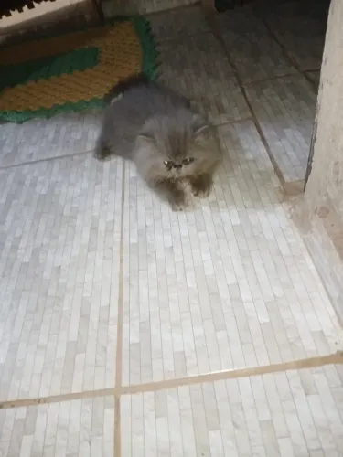 Gato persa