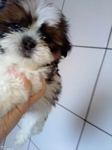 Filhote shih tzu, Venha Conhecer Seu Futuro Melhor Amigo!