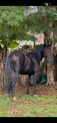 Vendo cavalo 