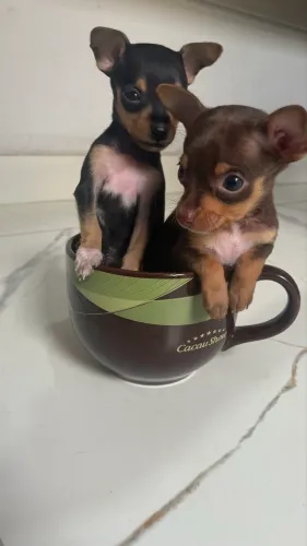 Pinscher macho N?1