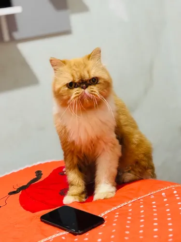 Vende-se gato persa original