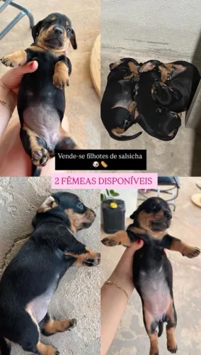 FILHOTE DASCHUND FEMEA