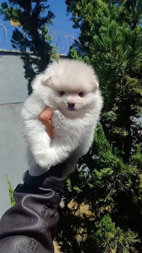 Lulu da Pomerania filhotes 
