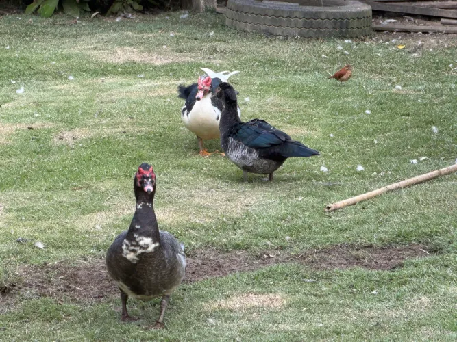 Vende-se patos machos